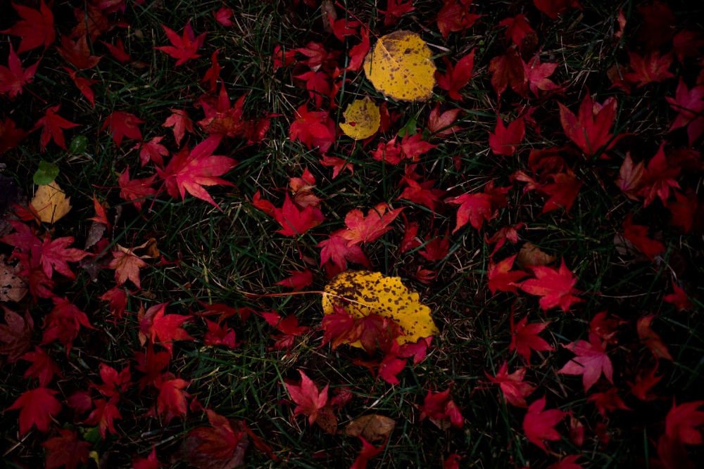 Office of Civil Rights and Title IX Annual Report for 2019-2020